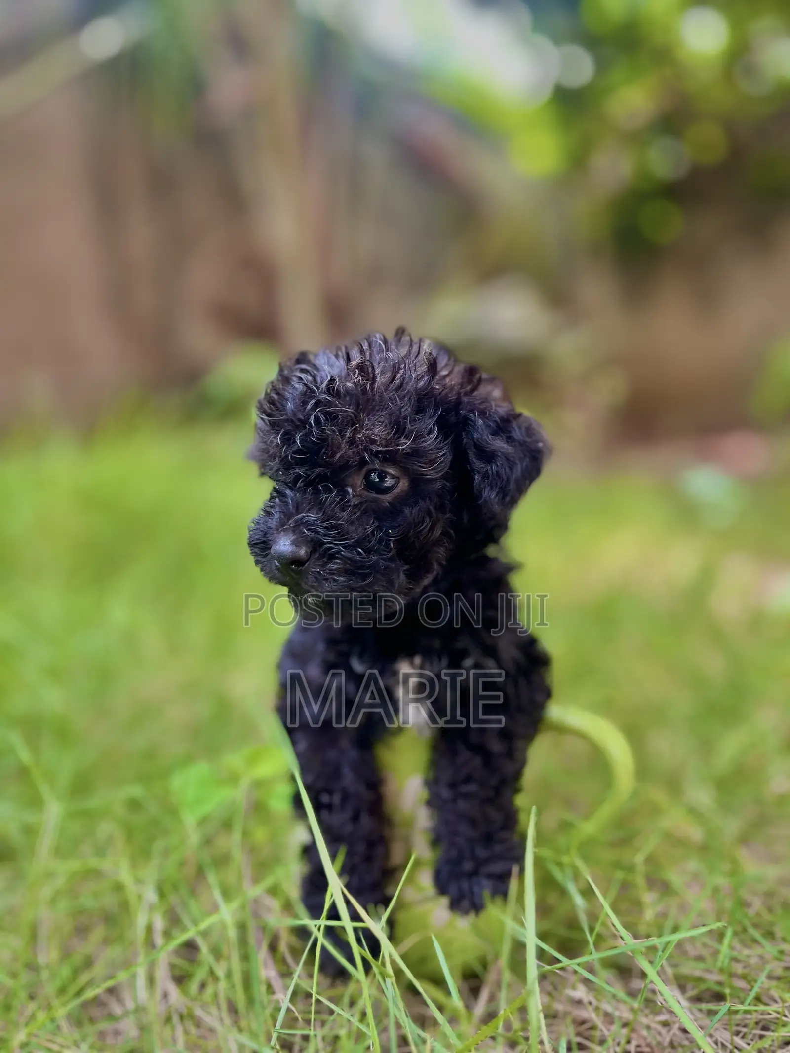 1-3 months Female Purebred Maltipoo