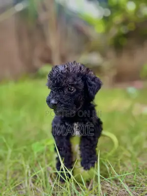 1-3 months Female Purebred Maltipoo