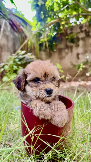 1-3 months Female Purebred Maltipoo