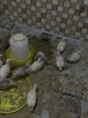 Turkey Hybrid Poult Available 4weeks Old