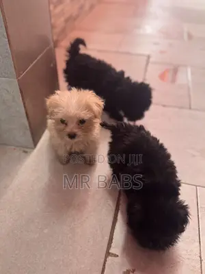 1-3 months Female Purebred Maltese