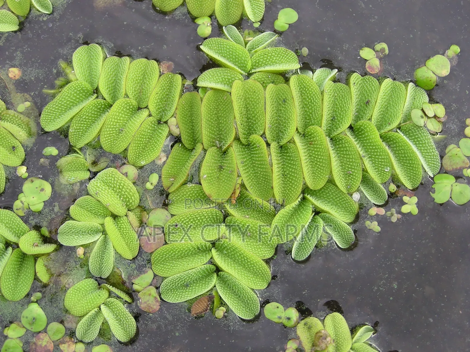 Live Salvinia (Water Spangles ) for Aquarium