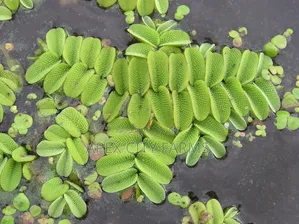 Live Salvinia (Water Spangles ) for Aquarium