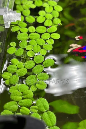 Live Salvinia (Water Spangles ) for Aquarium