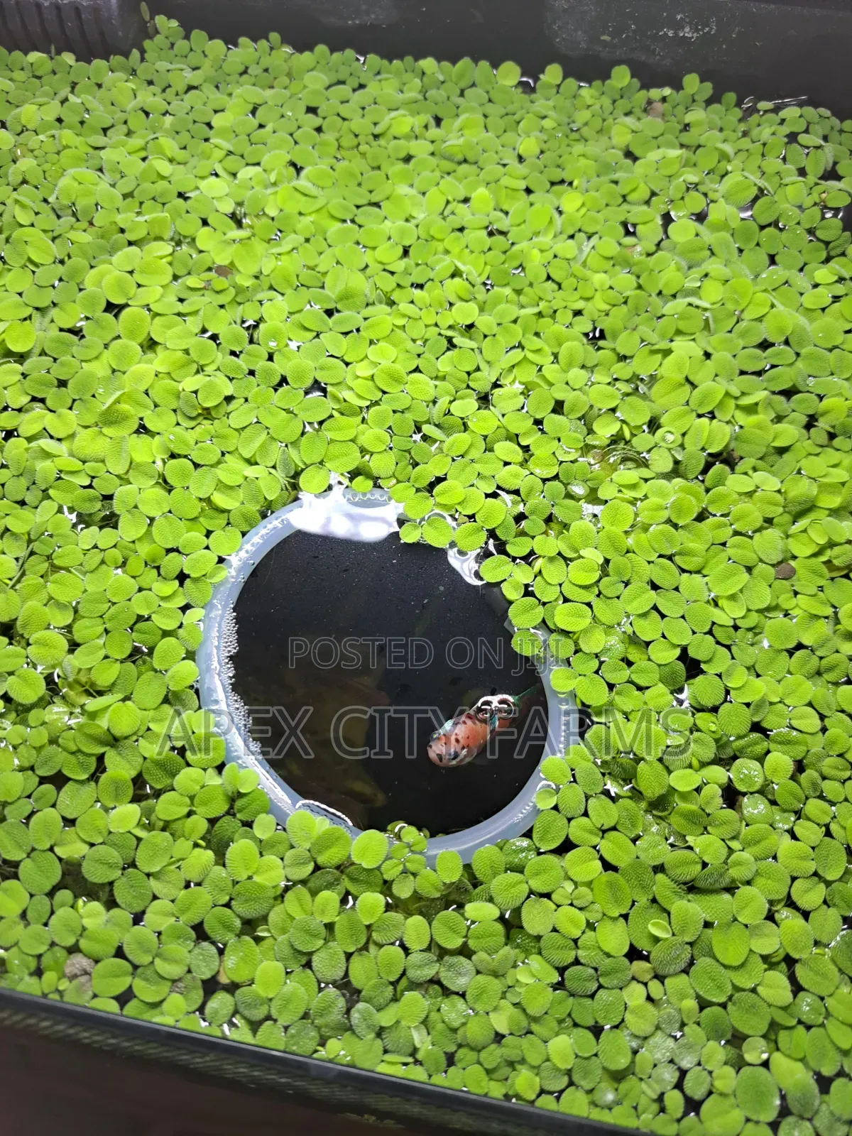 Live Salvinia (Water Spangles ) for Aquarium
