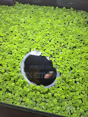 Live Salvinia (Water Spangles ) for Aquarium