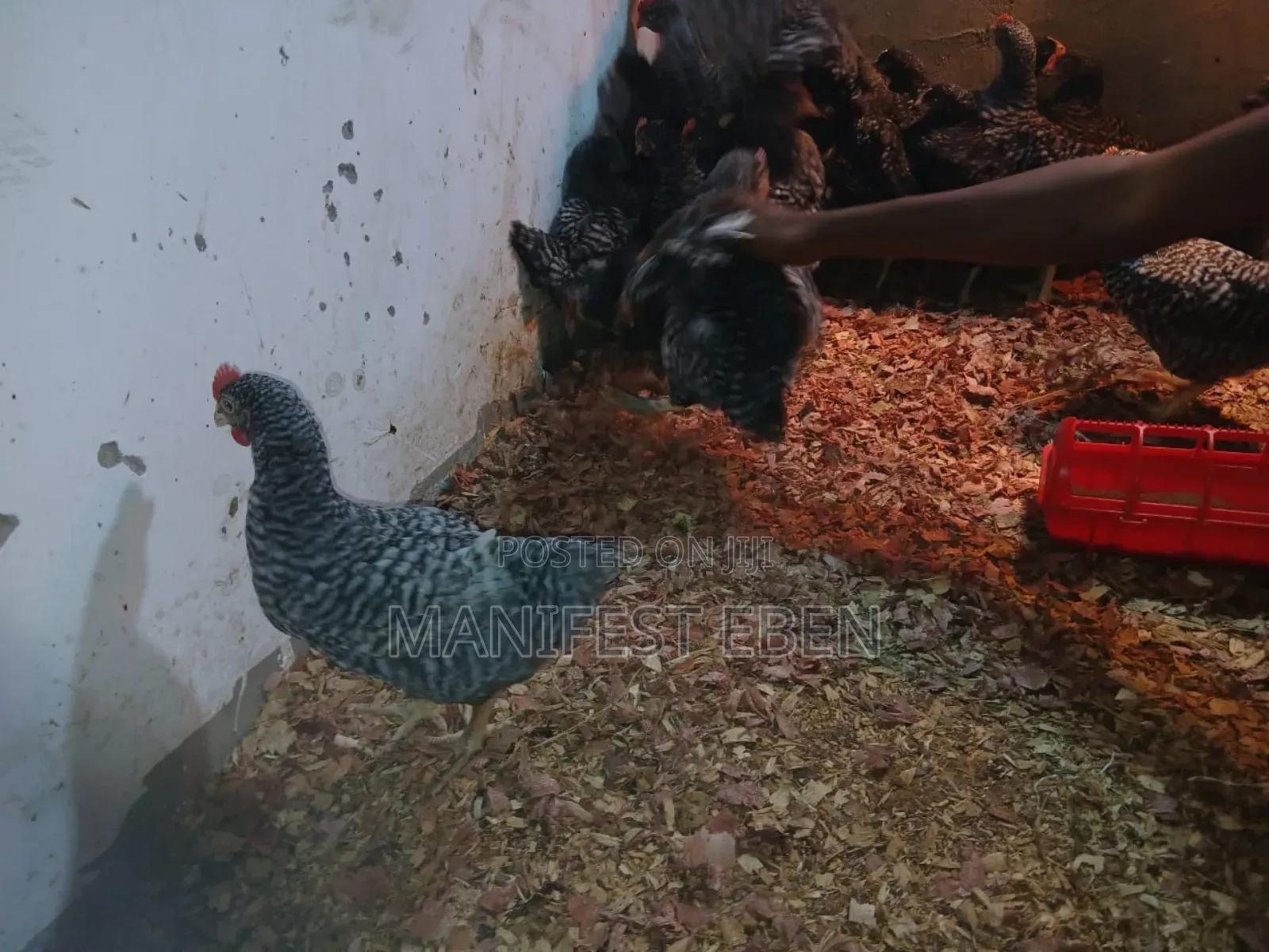 Fowl for Sale