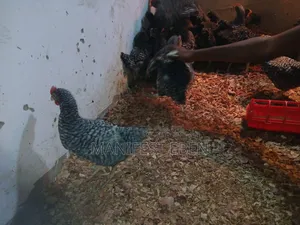 Fowl for Sale
