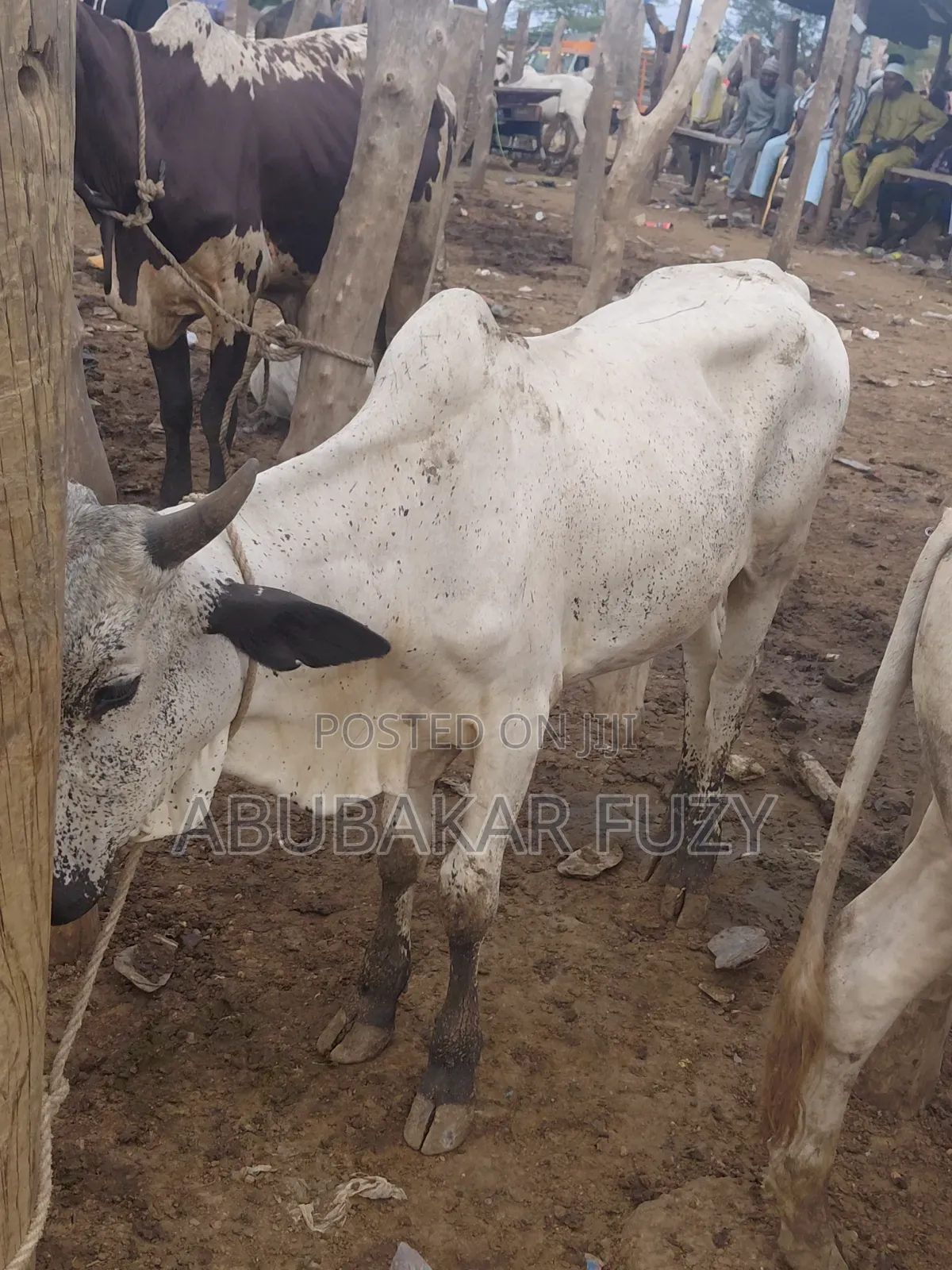 Livestock Market