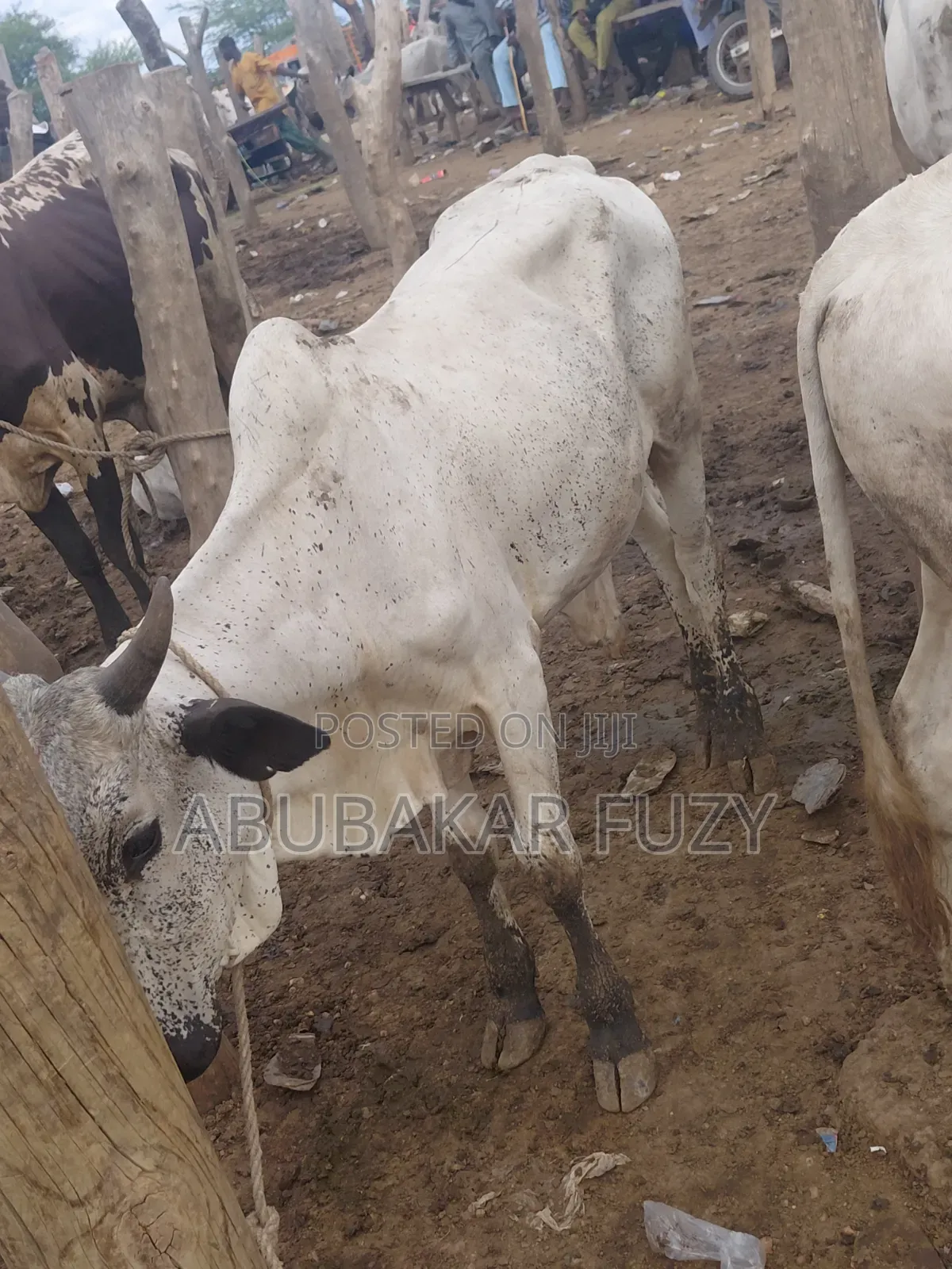 Livestock Market