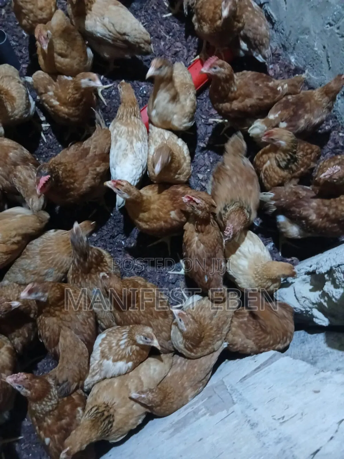 Fowl for Sale