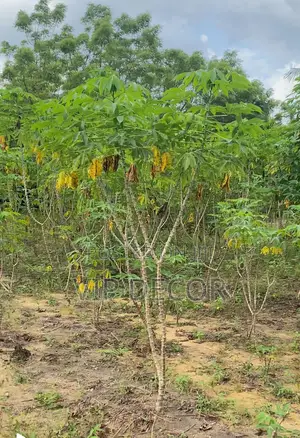 Fresh Matured Cassava Available