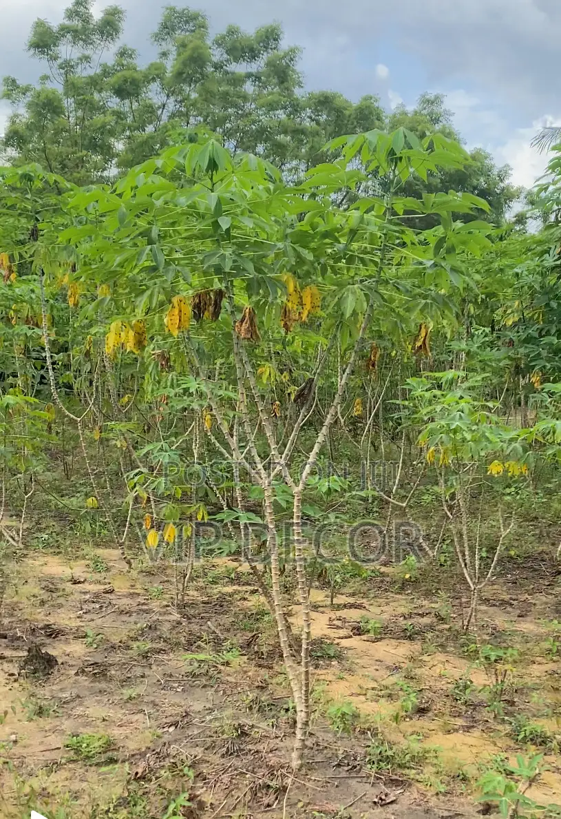 Fresh Matured Cassava Available