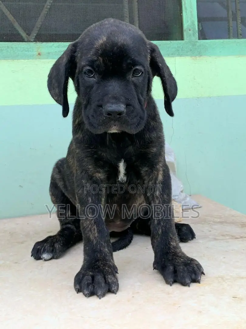 1-3 months Female Purebred Boerboel