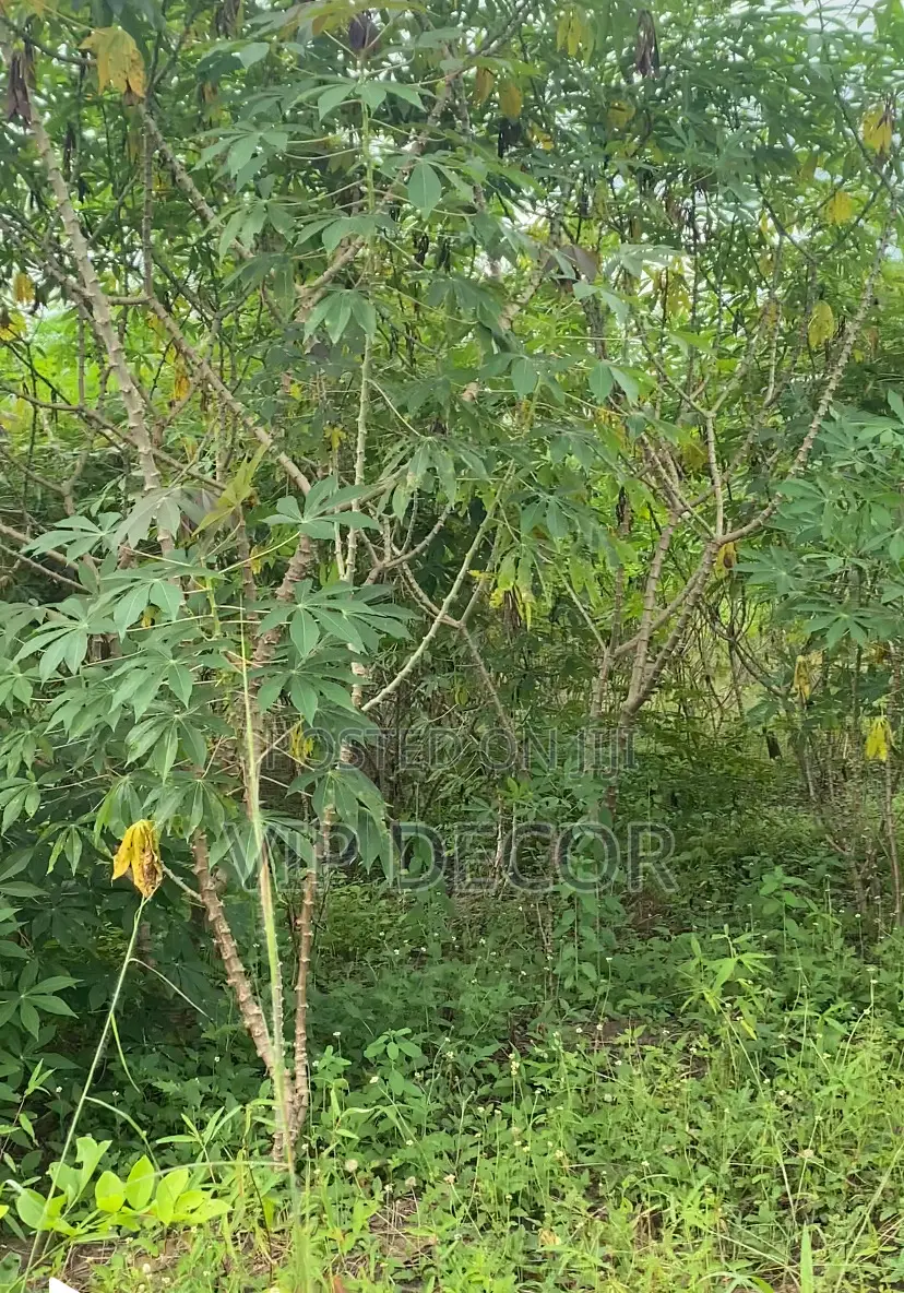 Many Acres of Cassava Available for Ethanol, Gari, Kokonte,