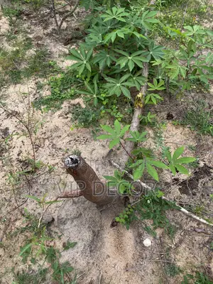 Many Acres of Cassava Available for Ethanol, Gari, Kokonte,