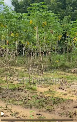Cassava in HO