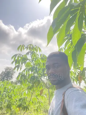 Cassava in HO