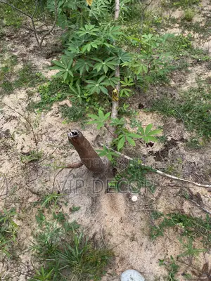 Cassava in HO