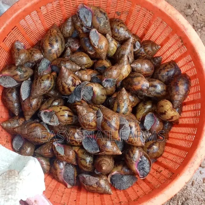 Fresh and Frozen Snails