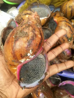 Fresh and Frozen Snails