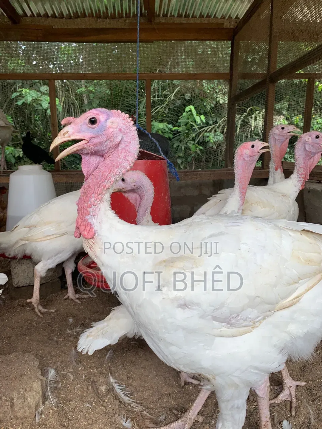 Turkeys and Guinea Fowls