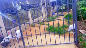 Poultry Farm Pens Available for Rent