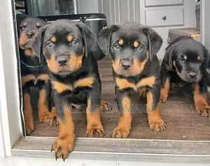 1-3 months Female Purebred Rottweiler
