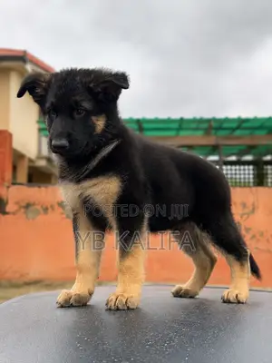 1-3 months Male Purebred German Shepherd