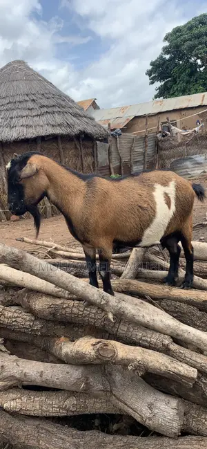 The Goat Seller