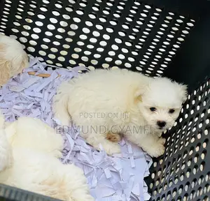 1-3 months Female Purebred Maltese