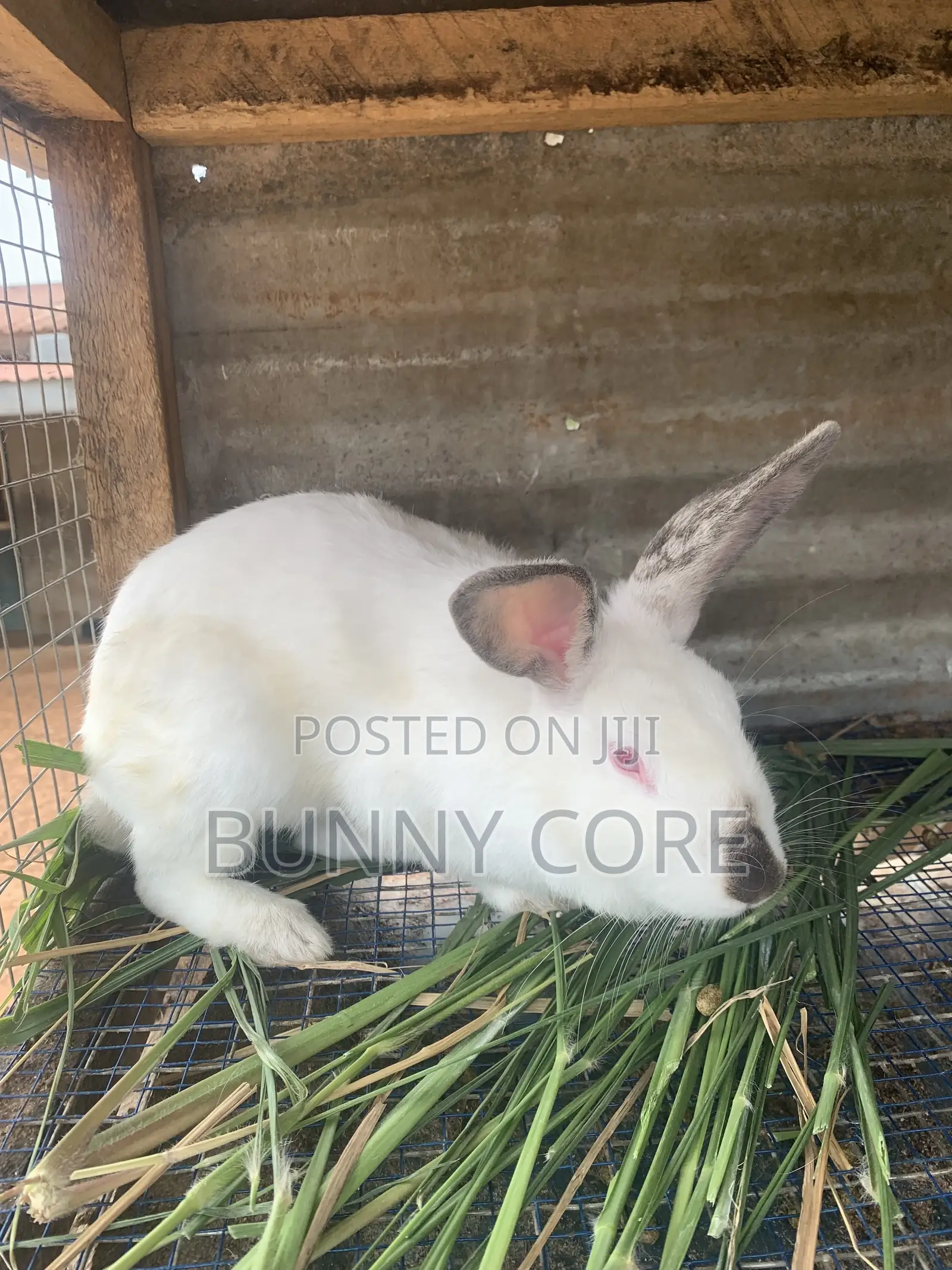 Rabbit for Sale