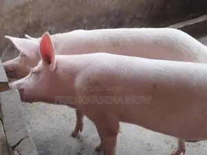 Healthy Pigs for Sale