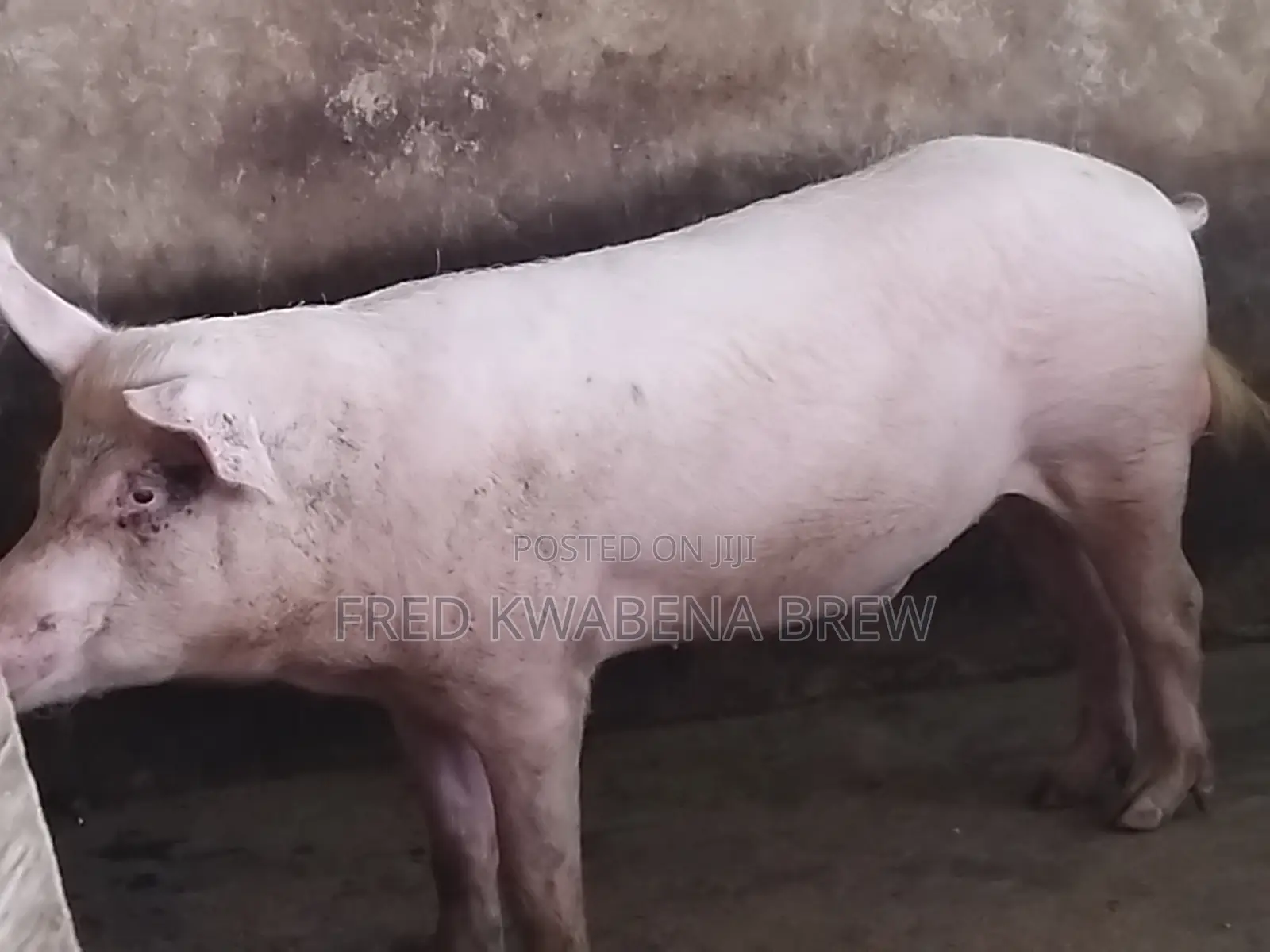 Healthy Pigs for Sale