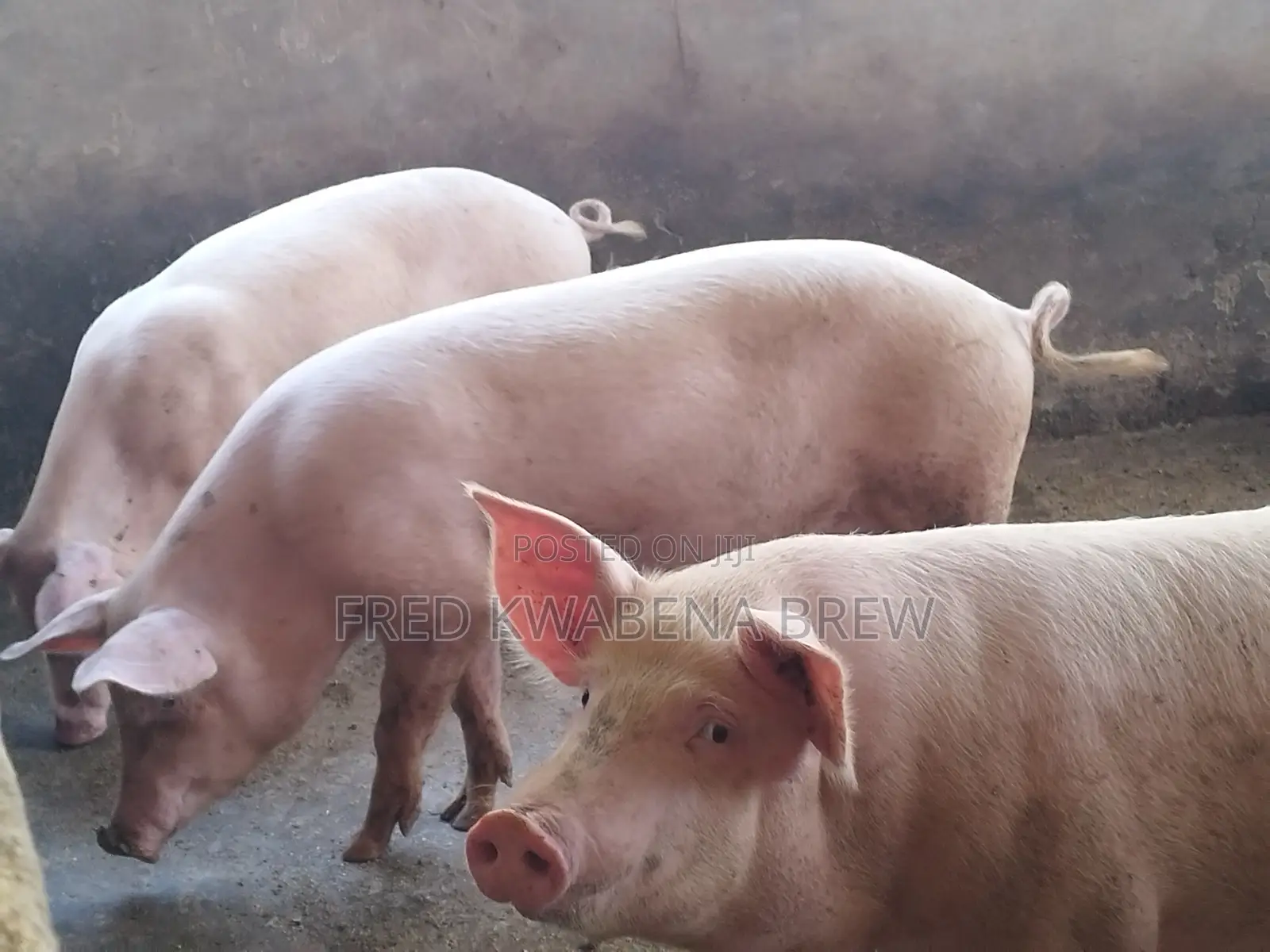 Healthy Pigs for Sale