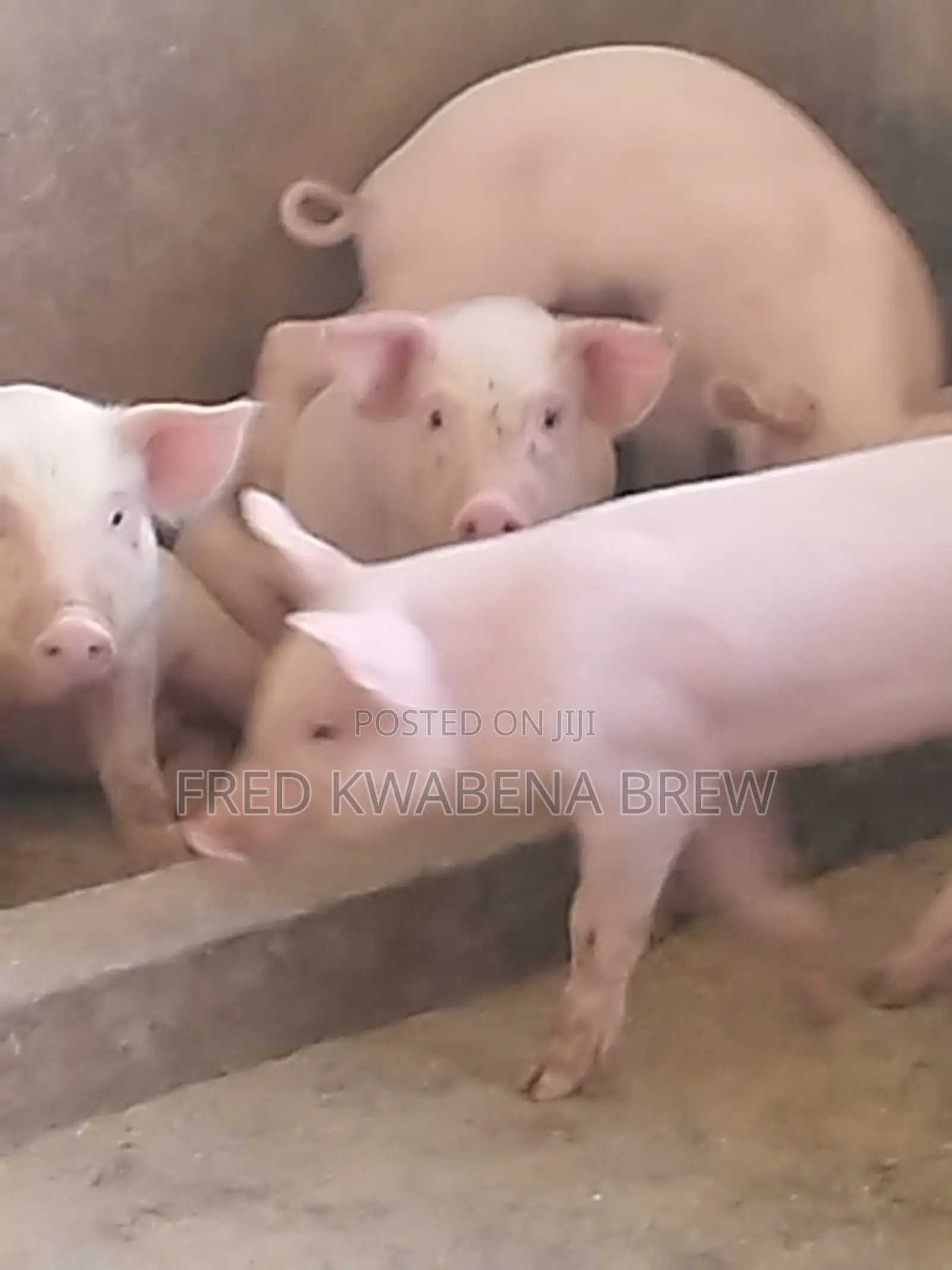 Healthy Pigs for Sale