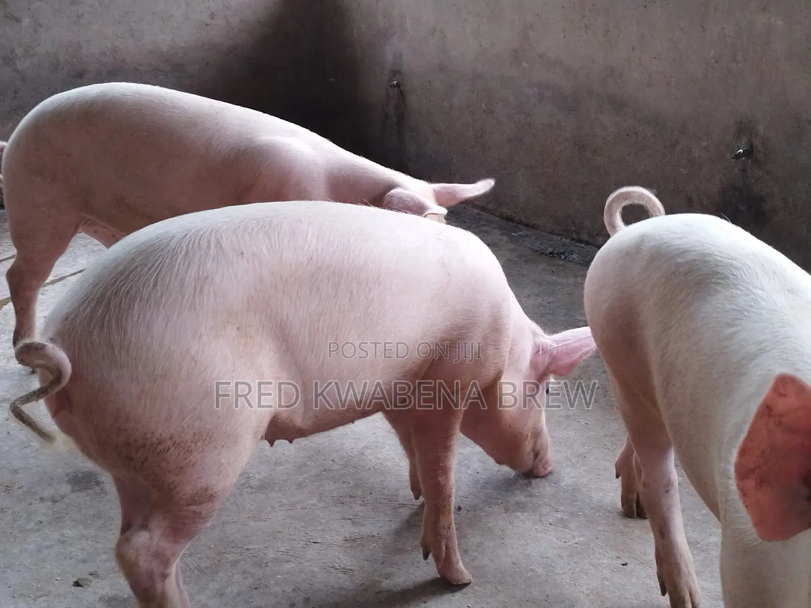 Healthy Pigs for Sale