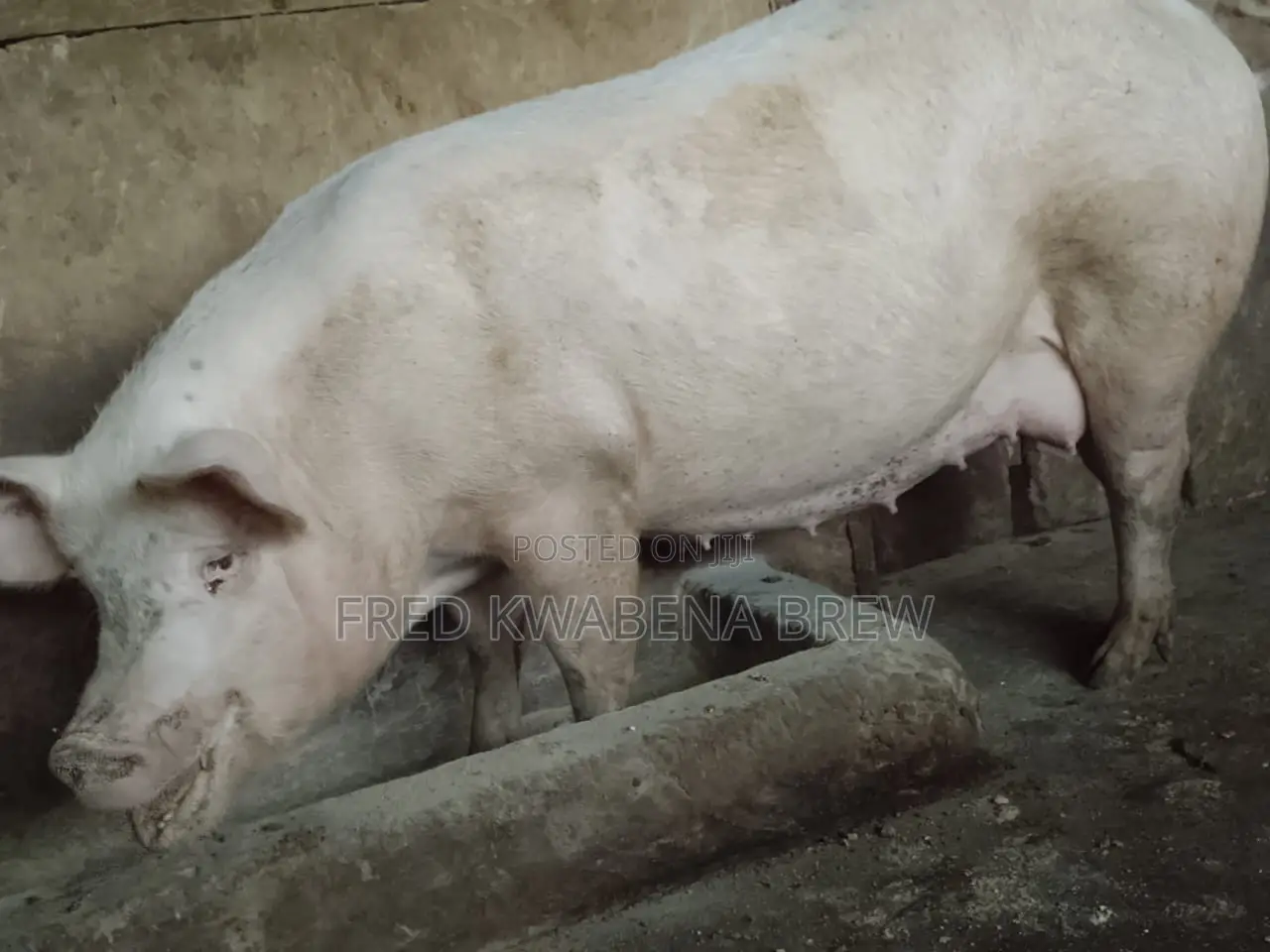 Healthy Pigs for Sale