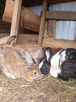 Bunny Haven