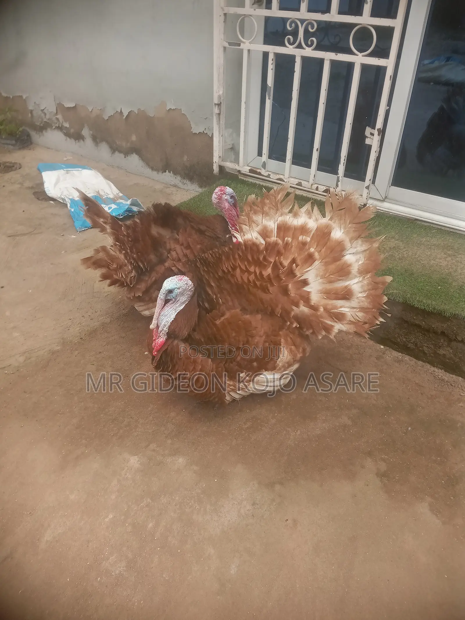 Red Bourbon Turkey