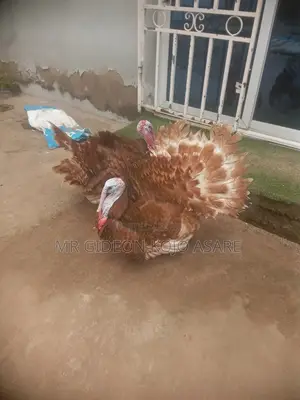 Red Bourbon Turkey