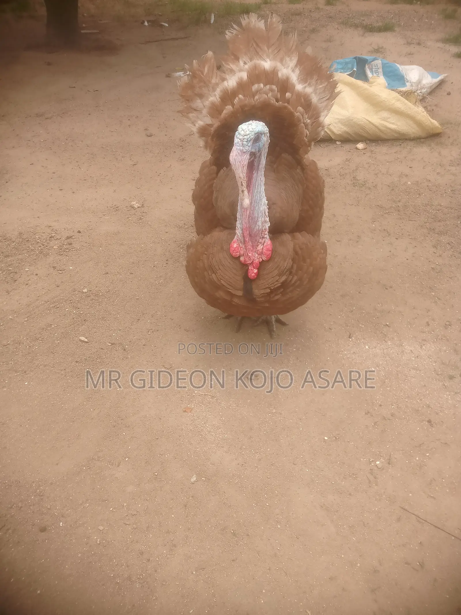 Red Bourbon Turkey
