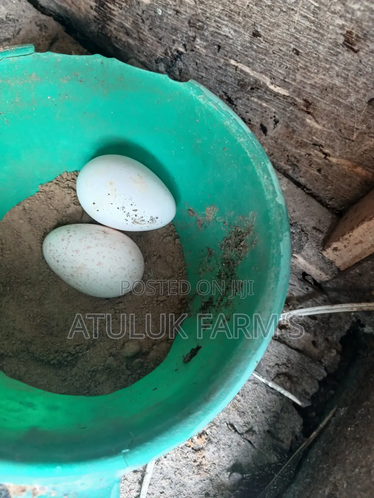Turkey Eggs