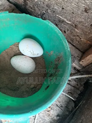 Turkey Eggs