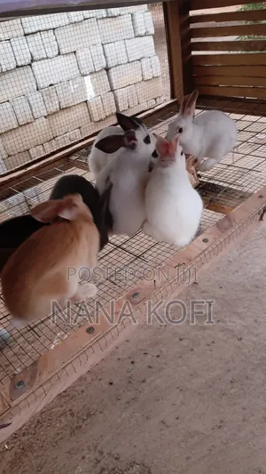 Rabbits for Sell