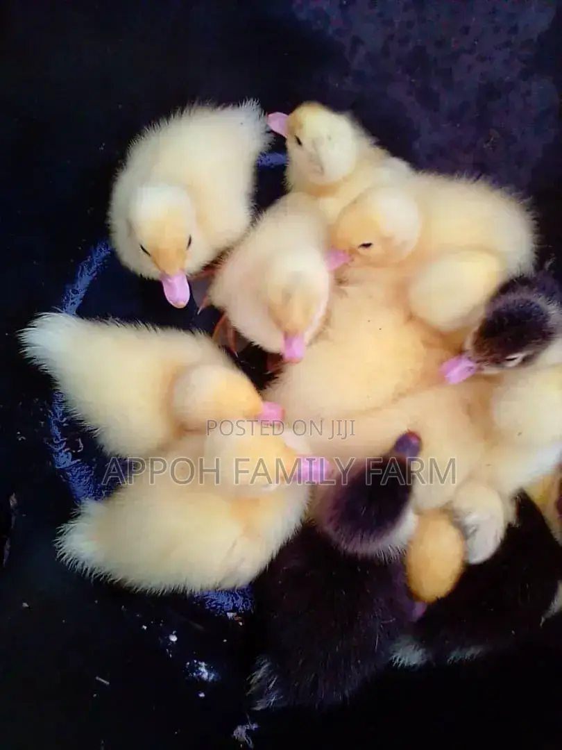 Foreign Muscovy Ducklings