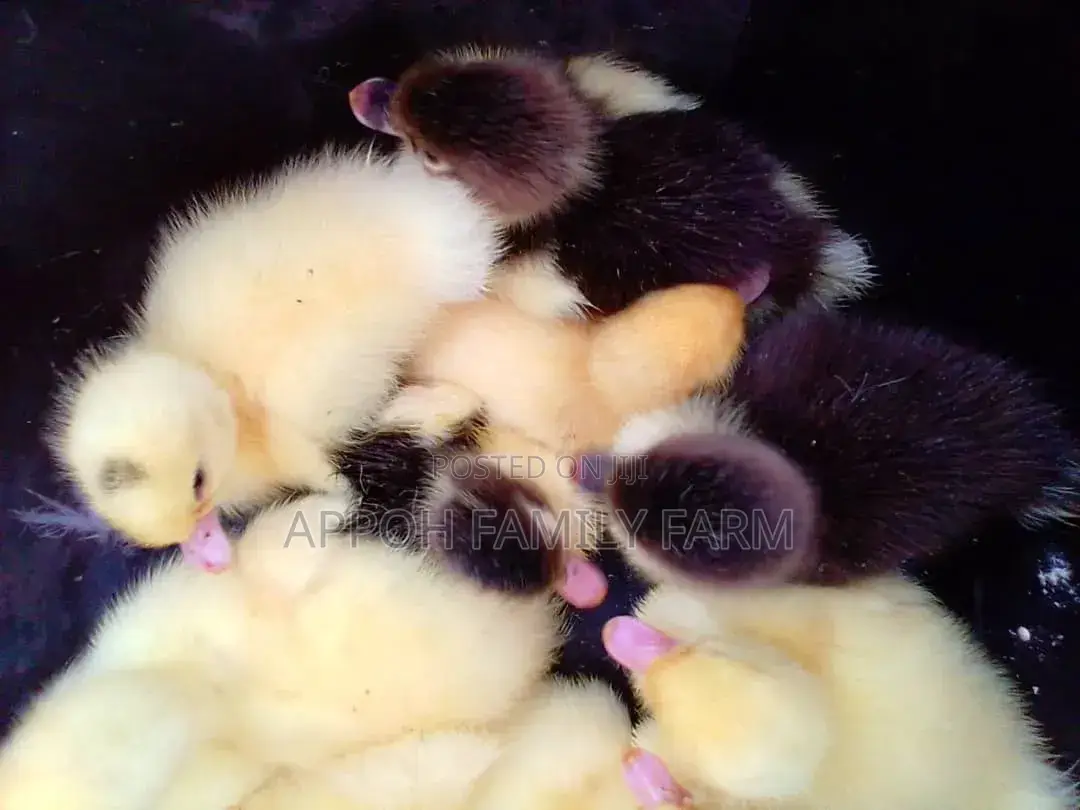 Foreign Muscovy Ducklings