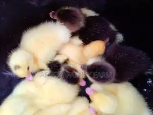 Foreign Muscovy Ducklings