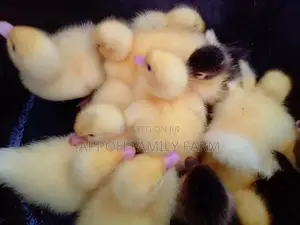Foreign Muscovy Ducklings