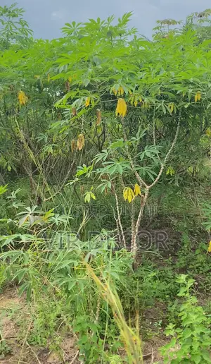 Affordable Cassava Acres Available